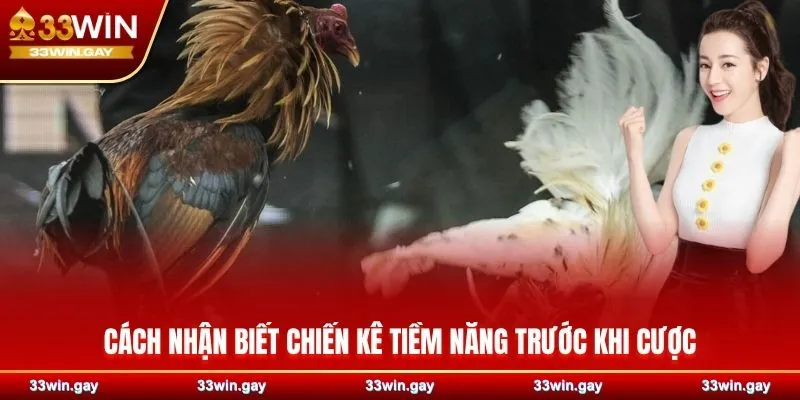 Đá gà cựa dao 33WIN - Những màn so tài sinh tử đầy máu lửa 4 Cách nhận biết chiến kê tiềm năng trước khi cược
