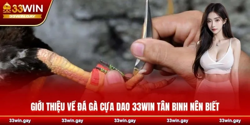 Đá gà cựa dao 33WIN - Những màn so tài sinh tử đầy máu lửa 2 Đôi nét giới thiệu về đá gà cựa dao 33WIN tân binh nên biết